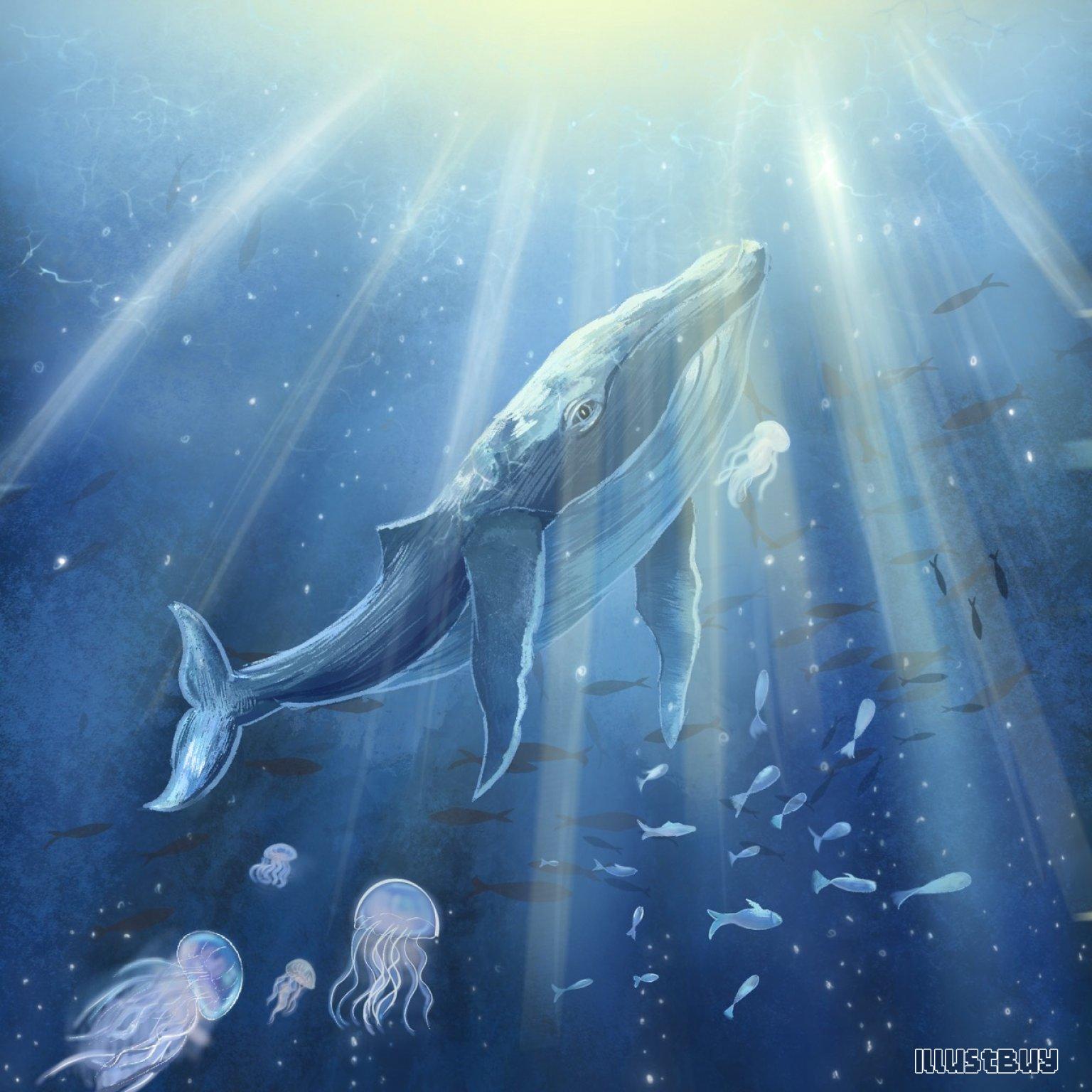 鯨魚