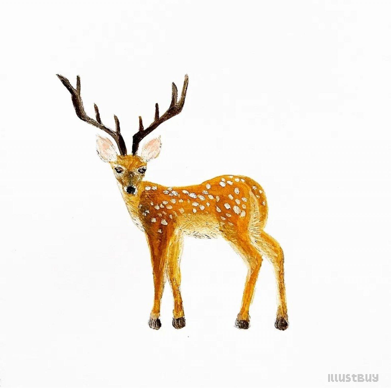 小鹿🦌